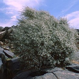 Atriplex halimus - лебеда